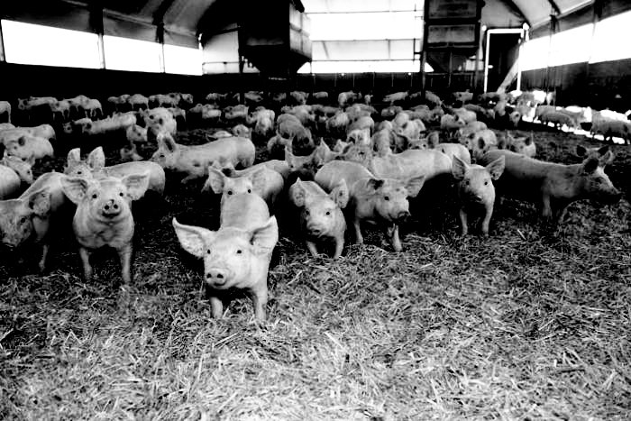 A pork farm in Australia.